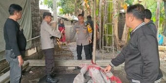 Jelang Imlek, Polsek Krian Grebek Lokasi Judi Sabung Ayam