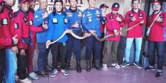Damkar Kota Batu Evakuasi Ular Sanca Panjang 3,5 Meter di Hotel Selecta