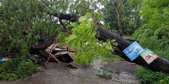 Tragis! Warung Milik Janda di Banyuwangi Rusak Parah Tertimpa Pohon