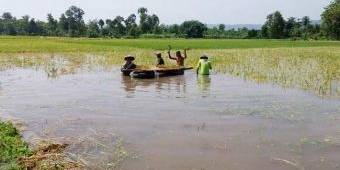 Dampak Banjir di Tulungagung, Petani Terpaksa Panen Dini