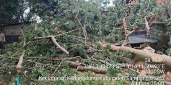 Diterpa Angin Kencang, Dua Pohon Tumbang Timpa Rumah Warga Kedungdung Sampang