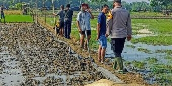 Lagi, Jebakan Tikus di Ngawi Telan Korban, Kali ini Pencari Belut