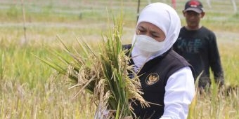 Sensus Pertanian 2023, Gubernur Khofifah Optimis Hasil Data Akurat Jadi Acuan Kebijakan yang Tepat