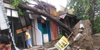 Selain Angin, Pembangunan Trotoar Jadi Penyebab Pohon Tumbang di Bojonegoro