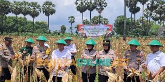 Dukung Swasembada Pangan, Kapolres Tuban Panen Raya Jagung