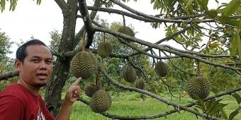 Viral di TikTok Gubernur Khofifah, ini Lokasi Perkebunan Durian Black Thorn di Blitar