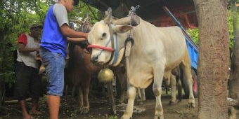 Di Kabupaten Kediri Belum Ditemukan Penyakit Mulut dan Kuku pada Hewan Ternak