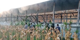 Dua Kandang Susun Terbakar, Puluhan Ribu Ayam di Tuban Hangus Terpanggang, Kerugian Capai Miliaran