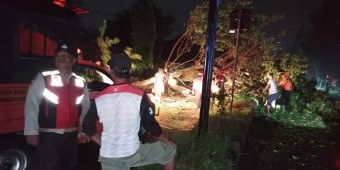 Polsek Manguharjo Gercep Atasi Pohon Tumbang di Ring Road