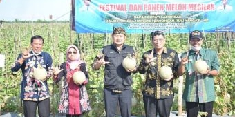 Serius Kembangkan Produk Holtikultura, Pemkab Lamongan Gelar Panen Raya Melon Megilan