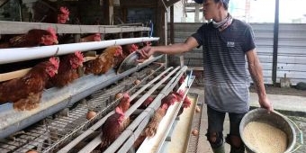 Peternak Belum Rasakan Manfaat Program MBG sub, Harga Telur Ayam di Blitar Raya Justru Merosot