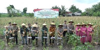 Dukung Swasembada Pangan Nasional 2026, Polres Gresik Gelar Panen Raya Jagung