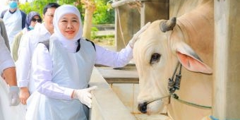 Jelang Iduladha Stok Hewan Kurban Surplus, Gubernur Khofifah: Jatim Siap Suplai untuk Provinsi Lain