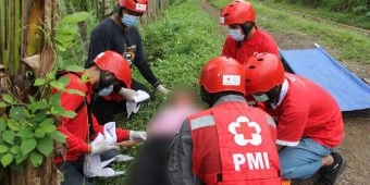 Antisipasi Bencana, PMI Bersama BPBD Jember Gelar Latihan Tanggap Darurat Tuntas