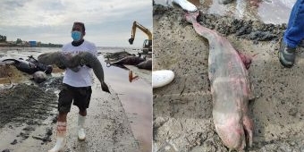 Ditemukan Dua Anak Paus saat Penguburan 48 Ikan Paus yang Terdampar di Pesisir Modung 