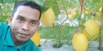 Kecewa Dengan Pangsa Pasar Tembakau di Pamekasan, Sukses Kembangkan Melon Golden