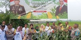 Polsek Sedati Lakukan Panen Raya Jagung Tahap I di Desa Kwangsan Sidoarjo