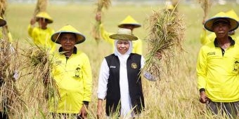 Prediksi Nyaris 9 Juta Ton GKP pada Juli 2025, Khofifah Optimis Wujudkan Kedaulatan Pangan Nasional