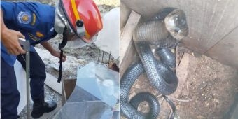 Masuk ke Rumah Warga, Ular Kobra Dievakuasi Pemadam Kebakaran