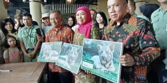 Khofifah Beri Nama Tiga Harimau Kecil di Taman Safari, Nawa, Bakti, dan Mony