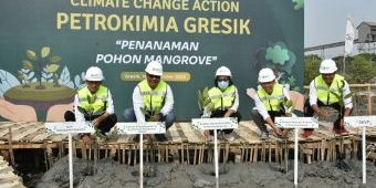 Wujudkan Net-Zero Emissions, Petrokimia Gresik Tanam Puluhan Ribu Mangrove Bersama Warga