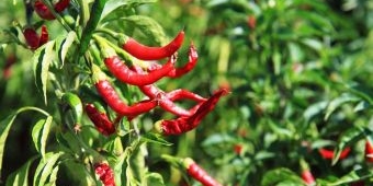 Semakin Melejit! Harga Cabai Merah Keriting di Bali Hari Ini Naik Rp15 Ribu