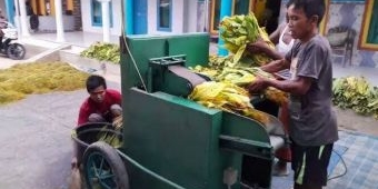 DKPP Pamekasan Gelontorkan Rp800 Juta untuk Bantuan 50 Unit Mesin Rajang Tembaku di 2025