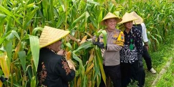 Wujudkan Swasembada Pangan, Polres Blitar Tanam Jagung di Lahan Kosong