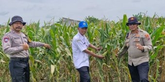 Dukung Ketahanan Pangan, Polsek Balongbendo Tanam Jagung di Desa Seduri