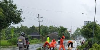 Pohon Mahoni Tumbang Akibat Hujan Angin Kencang Tutup Jalan Ngawi-Caruban