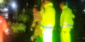 Hujan Lebat Akibatkan Pohon Tumbang di 3 Titik Ruas Jalan Kawasan Babat Lamongan