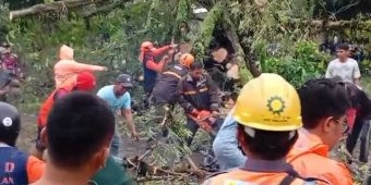 Pohon Tumbang Tutup Akses Keluar-Masuk Bangkalan