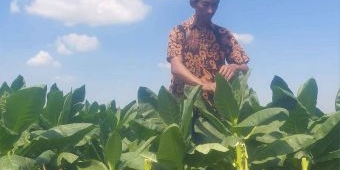 Desa Pucung Jadi Pilot Project Pertanian Tembakau Jinten