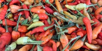 Melonjak Tajam, Harga Cabai Rawit di Jatim Hari Ini Tembus Rp112 Ribu