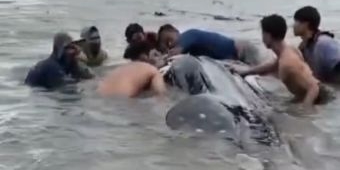 Hiu Tutul Raksasa Terdampar di Pesisir Gegerkan Warga Paciran Lamongan