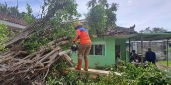 Batang Keropos, Pohon Tumbang Timpa Bangunan di Kota Batu