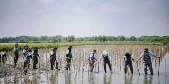 Freeport Indonesia Tanam 50 Ribu Mangrove di Area KEK Gresik