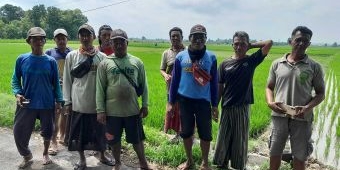 Petani Situbondo Syukuri Harga Gabah Stabil dan Pupuk Murah