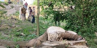 Kasus Penebangan Pohon di Sumber Mbah Jenggot, Pemdes Bedali Akui Beri Izin Secara Lisan