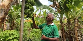 Jadi Kampung Reforma Agraria, Warga Baumata Kupang Nikmati Tambahan Penghasilan