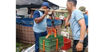 Lapas Sidoarjo Gelar Panen Raya Lele Hasil Pembinaan WBP