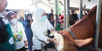 Jawa Timur Percepat Vaksinasi PMK, 453 Ribu Dosis Didistribusikan