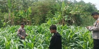 Dukung Program Ketahanan Pangan Nasional, Polsek Tarik Gandeng Pesantren Kembangkan Jagung