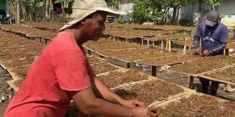 DPRD Bojonegoro Minta Pabrikan Rokok Segera Serap Tembakau Petani