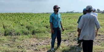 Dampak Rembesan Tambak Udang, 8 Hektare Lahan Produktif Petani Tercemar