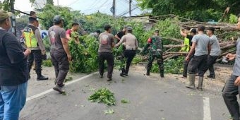 Petugas Gabungan Evakuasi Pohon Tumbang di Sidoarjo Imbas Hujan dan Angin Kencang