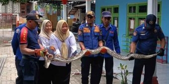 Sekolah TK di Bangkalan Jadi Sarang Ular Piton