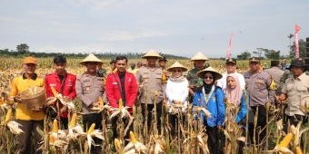 Polres Kediri Lakukan Panen Raya Perdana Jagung di KRPH Jatirejo