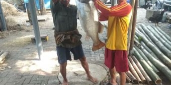 Serunya Mancing Ikan Kakap Putih di Teluk Lamong