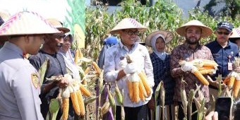 Dukung Swasembada Pangan, Forkopimda Kota Batu Panen Raya Jagung di Oro-Oro Ombo